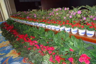 35 南宁植物花卉租赁,产品优质,价格最低 