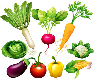 不同种类的蔬菜矢量插图图片素材-矢量的新鲜蔬菜插画-eps格式-未来素材下载