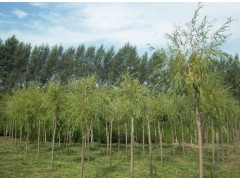 盘锦绿化苗木种植技术,中国苗木产业平台最大的苗木产业平台!